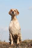SETTER ANGLAIS 165